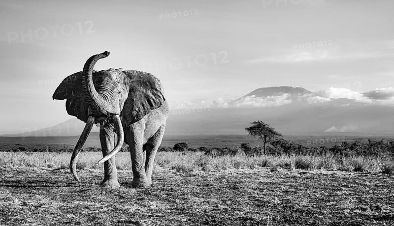African elephant (Loxodonta africana) in picturesque landscape with the summit of Mount Kilimanjaro, lifting the trunk in the air, the famous Super Tusker elephant Craig, old male with long tusks, in the evening light, black and white, Kajiado County, Kenya