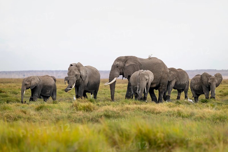 African elephant (Loxodonta africana), herd of herons (Bubulcus ibis), Longinye Swamp, Amboseli National Park, Rift Valley Province, Kenya