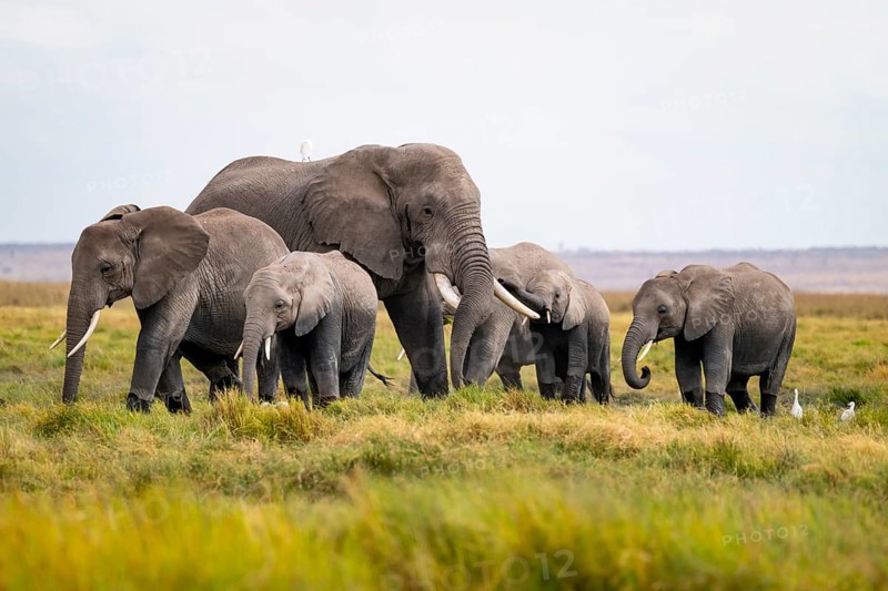 African elephant (Loxodonta africana), herd with heron (Bubulcus ibis), Longinye swamp, Amboseli National Park, Rift Valley Province, Kenya