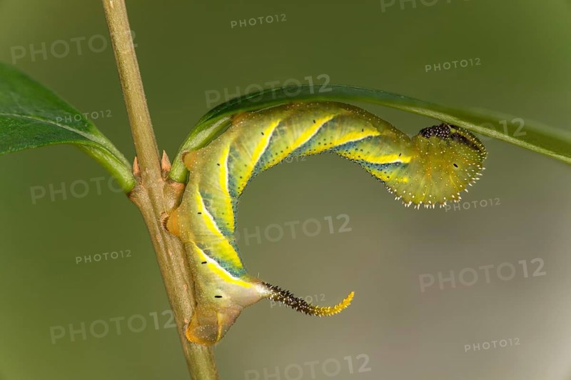 Caterpillar of the skull flock (Acherontia atropos) in development stage L3 stage, Valais, Switzerland