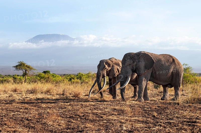 Two African elephants (Loxodonta africana) in a picturesque savanna landscape with the summit of Mount Kilimanjaro, the famous Super Tusker elephant Craig with his friend Pascal, old male with long tusks, in the evening light, Kajiado County, Kenya