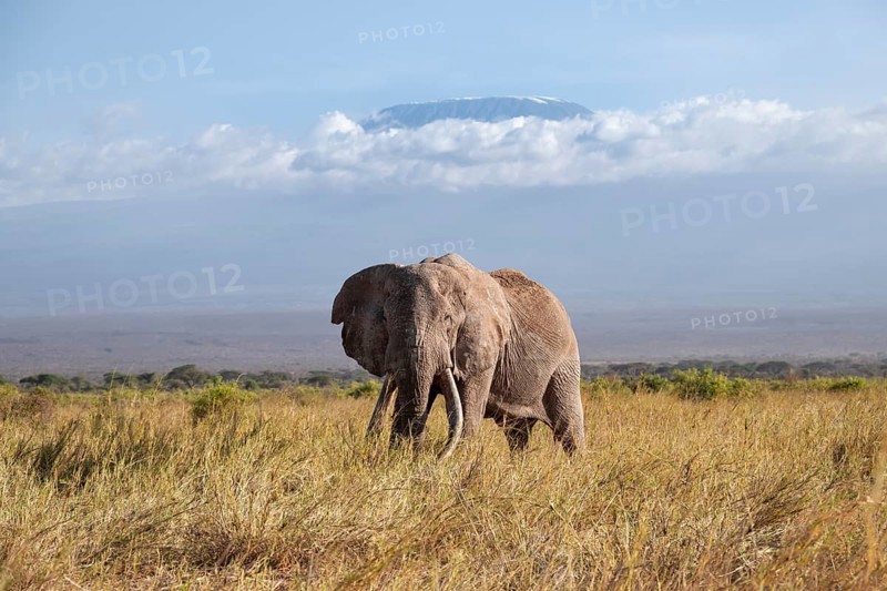 African elephant (Loxodonta africana) in picturesque savanna landscape with the summit of Mount Kilimanjaro, the famous Super Tusker elephant Craig, old male with long tusks, in the evening light, Kajiado County, Kenya