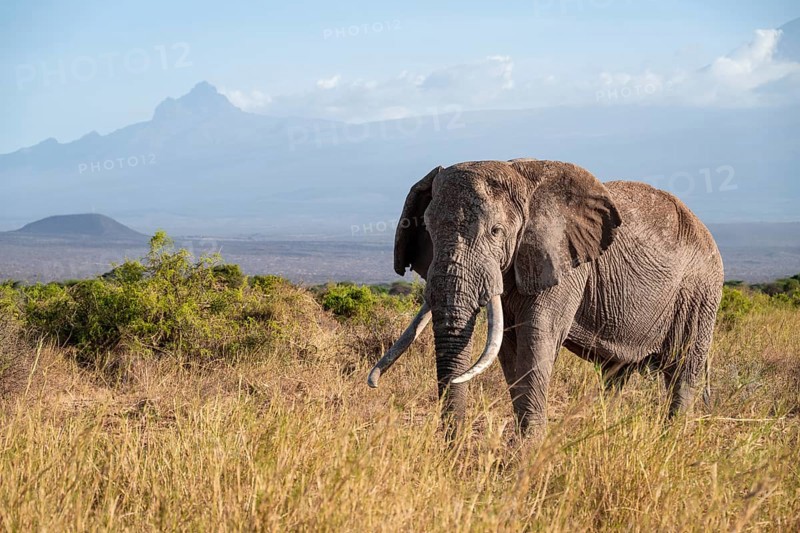 African elephant (Loxodonta africana) in picturesque savanna landscape with the summit of Mount Meru, old male with long tusks, in the evening light, Kajiado County, Kenya