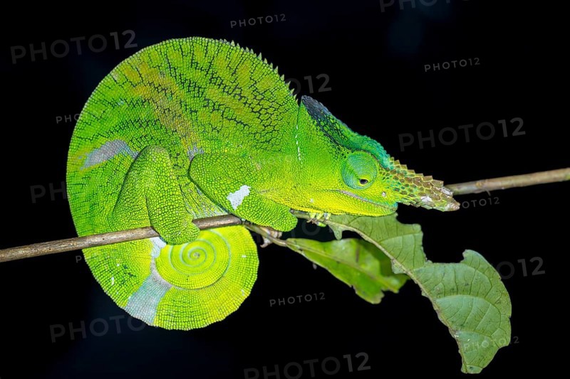 Matschie’s two-horned chamaeleon (Kinyongia matschiei), adult male, chameleon on a branch at night, Amani Nature Forest Reserve, Eastern Usambara Mountains, Tanga, Tanzania
