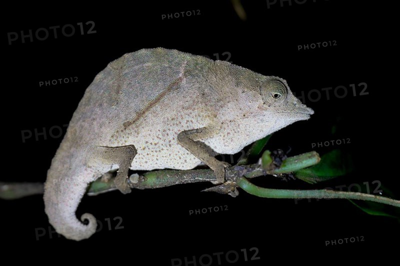 Zomba pygmy chameleon (Rieppeleon brachyurus), white chameleon on a branch at night, Amani Nature Forest Reserve, Eastern Usambara Mountains, Tanga, Tanzania