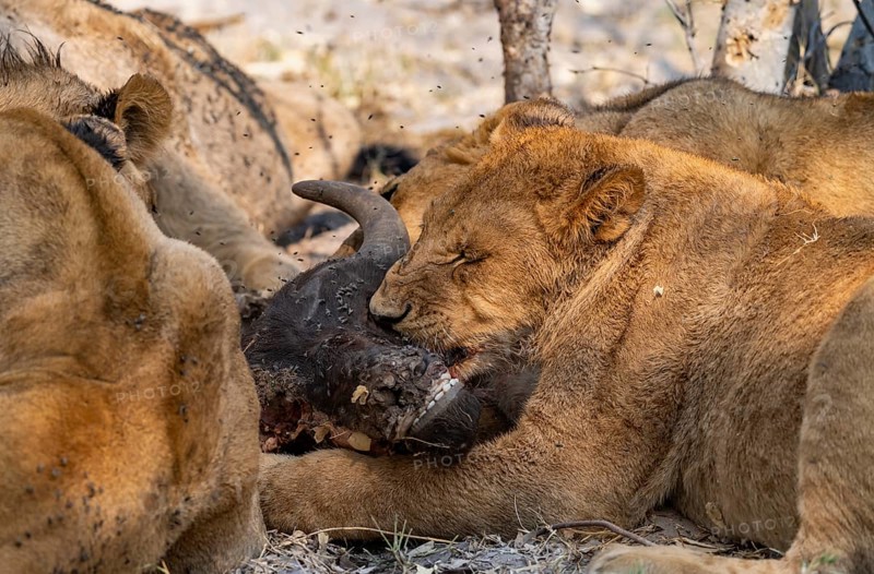 Lion (Panthera Leo) with kill, pack eats captured buffalo, young lion eats on the head of the carcass, Moremi Game Reserve, Botswana