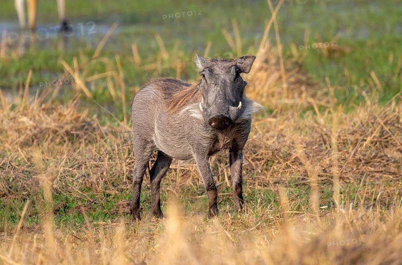 Common Warthog (Phacochoerus africanus), Moremi Game Reserve, Botswana
