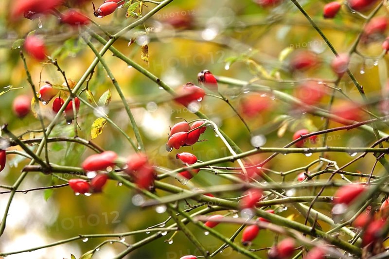 Rose hips with raindrops, autumn, Germany