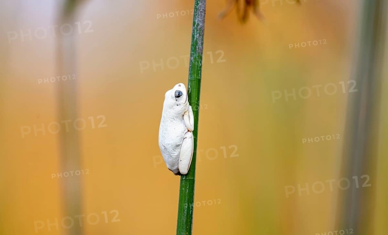 Marbled Reed Frog (Hyperolius marmoratus), white frog sitting on a papyrus, Xakanaxa Lagoon, Okavango Delta, Moremi Game Reserve, Botswana