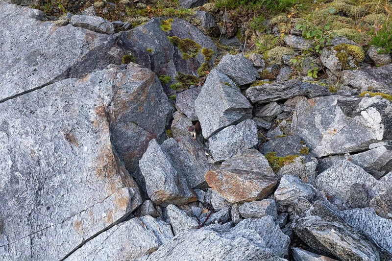 Ermine between rocks at Stetind in northern Norway