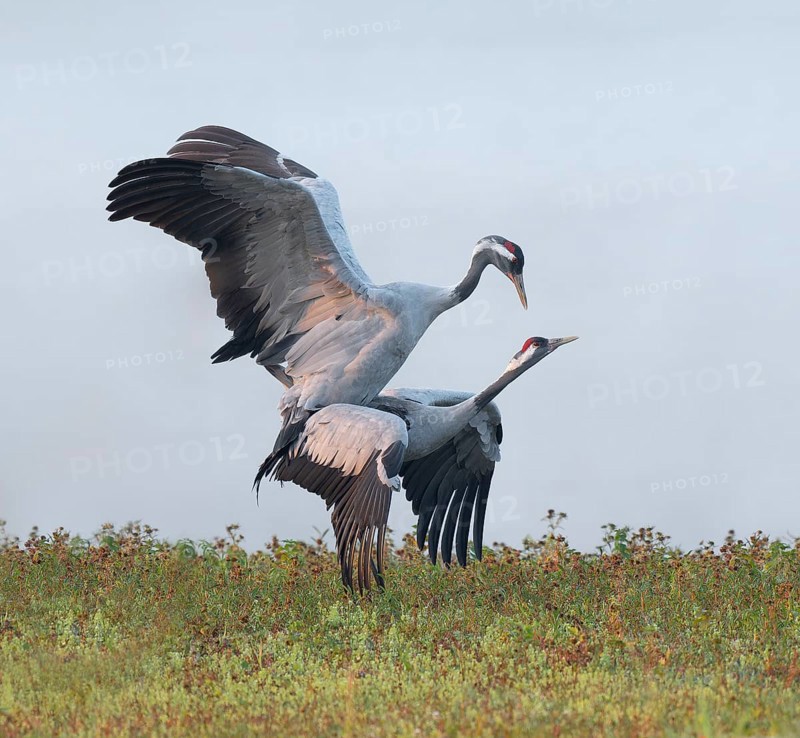 Crane (Grus grus), cranes near the copula, mating in a wetland, wetland, Lower Saxony, Germany
