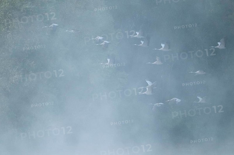 Crane (Grus grus) flying in front of a forest, fog, clouds of fog, Lower Saxony, Germany