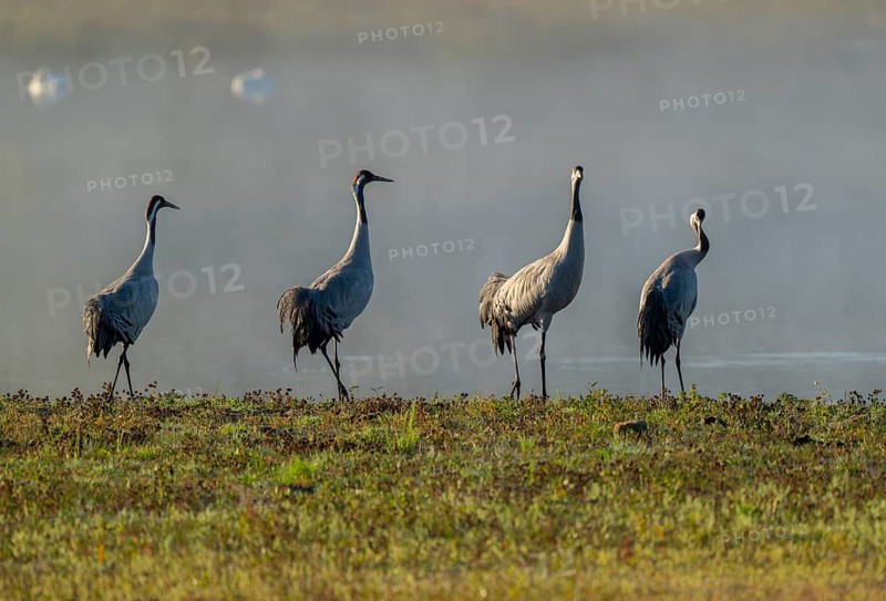 Crane (Grus grus), four cranes standing on a wet meadow in a wetland in front of a body of water, Lower Saxony, Germany