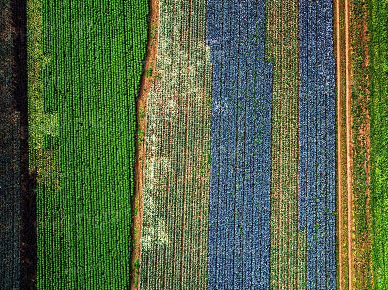 Top down view of red and green cabbage field from a drone, Devon, England, United Kingdom