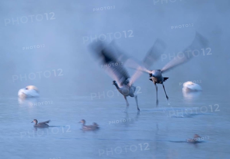 Crane (Grus grus), two cranes flying over a shallow water zone of a lake in morning light, motion blur, long exposure, moving, mopping effect, Lower Saxony, Germany