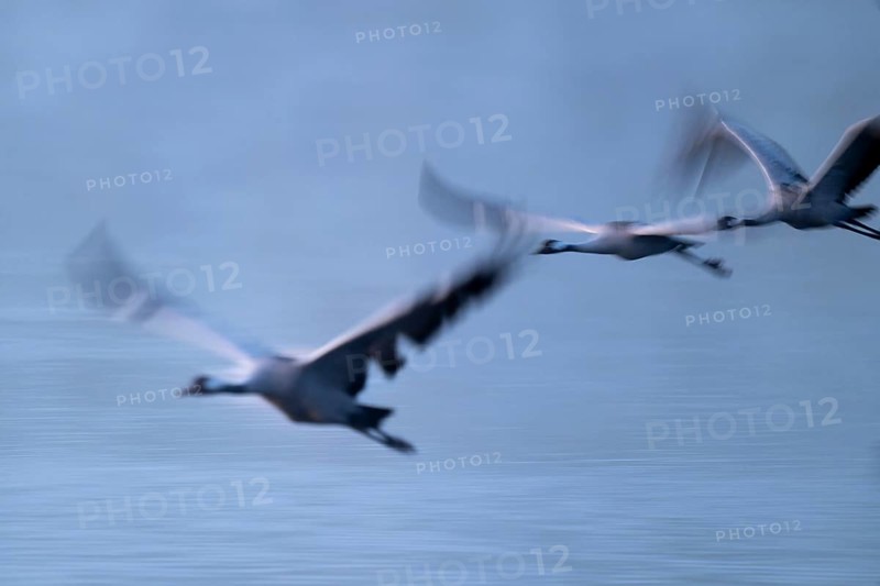 Crane (Grus grus) three cranes flying over a lake in morning light, motion blur, long exposure, moving, mopping effect, Lower Saxony, Germany