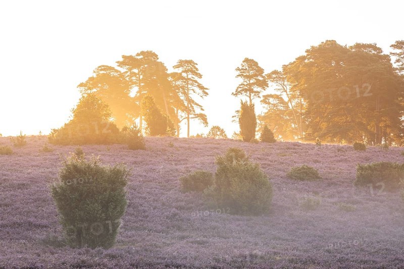 Golden sunbeams over the blooming Lüneburger Heide near Niederhaverbeck