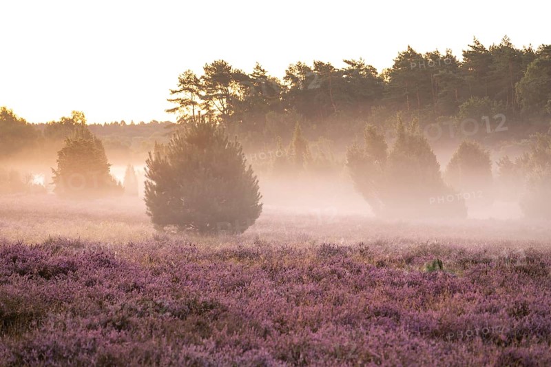 Enchanting morning atmosphere in August with fog in the blooming Lüneburger Heide near Niederhaverbeck