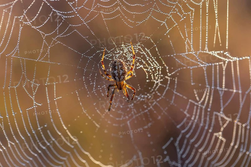 Macro shot of a cross spider in the golden morning light of the blooming Lüneburger Heide