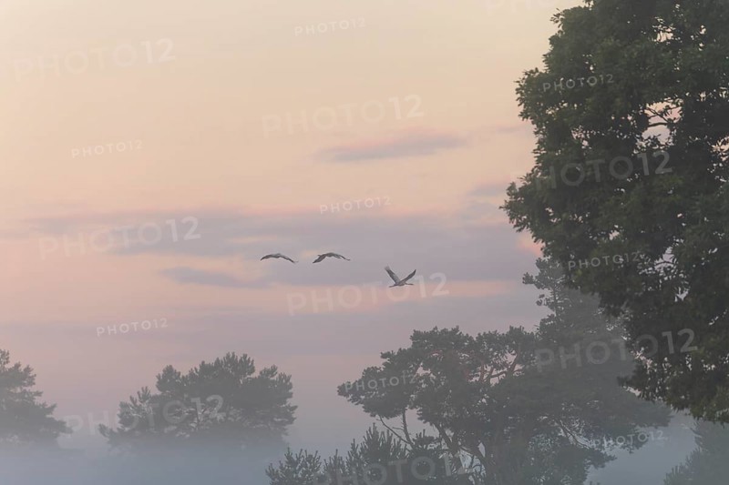 Cranes in morning fog over the blooming Lüneburger Heide near Niederhaverbeck
