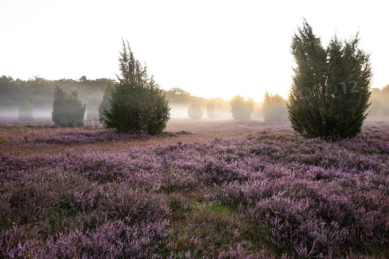 Enchanting morning atmosphere in August with fog in the blooming Lüneburger Heide near Niederhaverbeck. Wacholderheide at sunrise