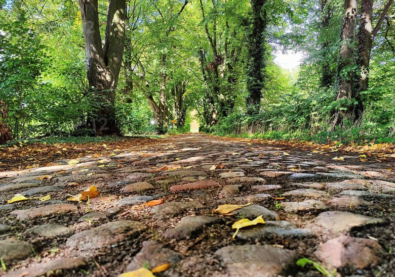 Kastanienallee with cobblestones, Rauschendorf district of the municipality of Sonnenberg, Oberhavel district, Brandenburg, Germany