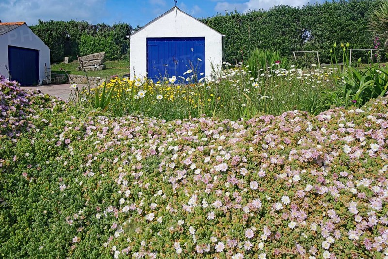 Blooming garden in front of a white building with a blue door, Isles of Scilly, Hugh Town, Cornwall, United Kingdom