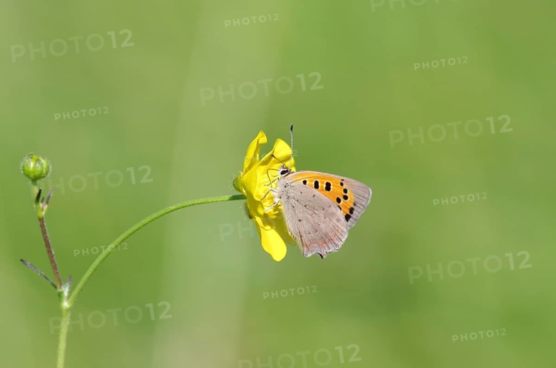 Small moth (Lycaena phlaeas), macro, bulbous buttercup, yellow, colorful, nectar, meadow, The moth sucks nectar from the yellow flower