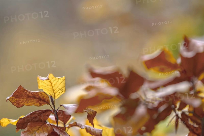 Detailed shot of yellow and brown autumn leaves with soft background, Freudenberg North Rhine-Westphalia