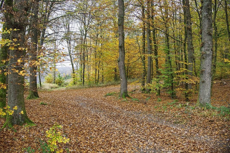A path covered with autumn leaves snakes through the forest, Freudenberg North Rhine-Westphalia