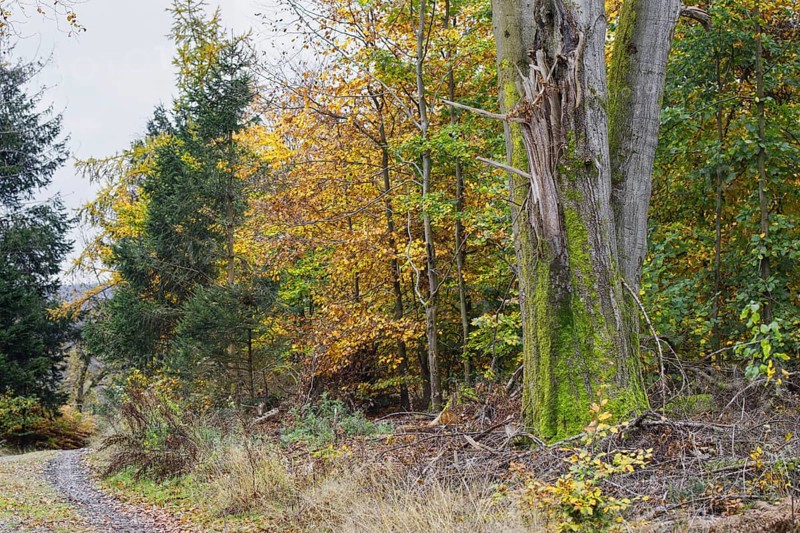Forest scene with old tree, moss and colorful autumn leaves, quiet atmosphere, Freudenberg North Rhine-Westphalia