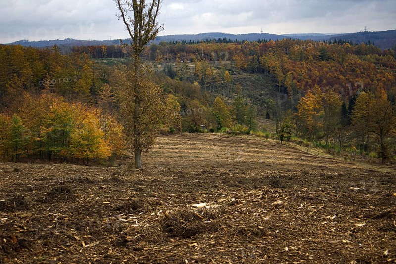Cleared forest with a view of hills full of colorful autumn trees, Freudenberg North Rhine-Westphalia