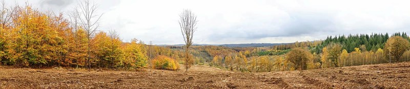 Panoramic picture of a vast autumn forest with varied colors, Freudenberg North Rhine-Westphalia