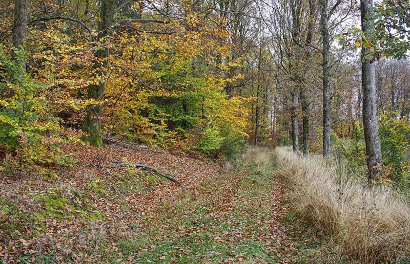 Autumn forest edge with colorful leaves, grass and quiet atmosphere, Freudenberg North Rhine-Westphalia