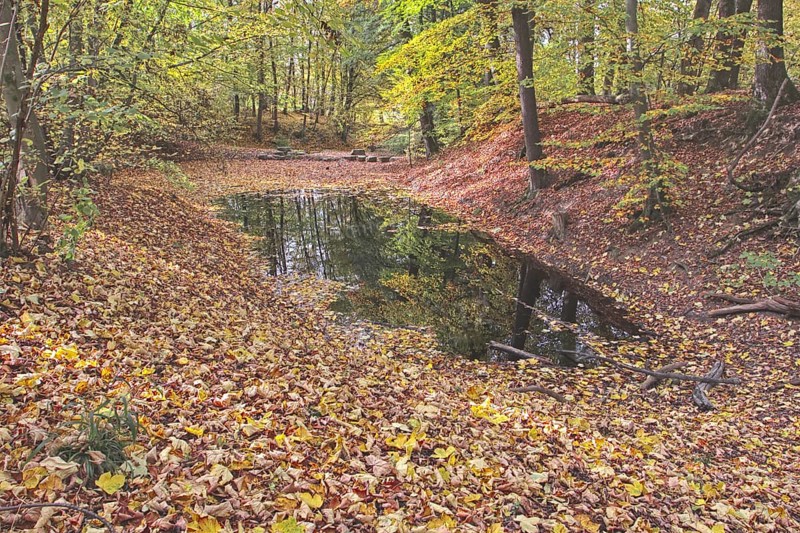 Secluded pond in the forest with autumn leaves and reflections, Netphen