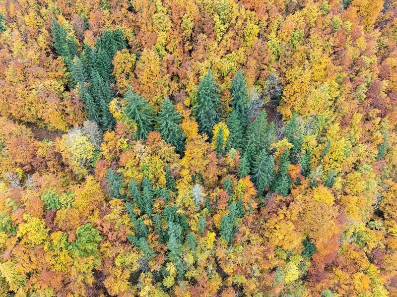Aerial view, top-down view of an autumn-colored mixed forest, mainly consisting of red beech and silver firs, Sigmaringen district, Upper Danube Valley, Sigmaringen district, Baden-Württemberg, Germany