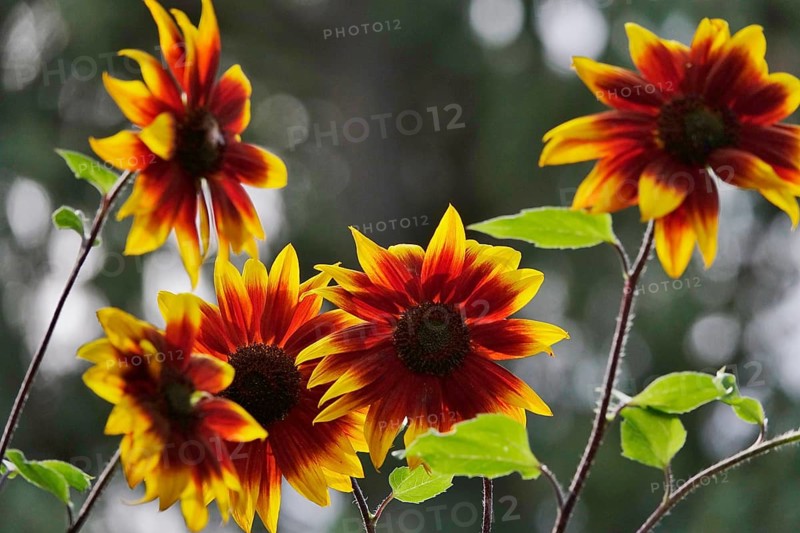 Red sunflowers, September, Germany