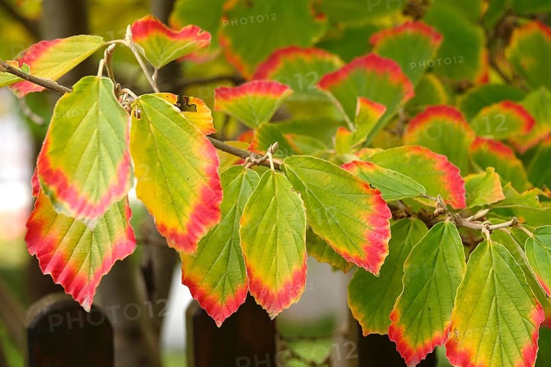 Witch hazel leaves, autumn, Germany
