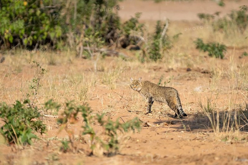 African wildcat (Felis lybica) standing in its habitat, looking to the camera. Chobe National Park, Botswana