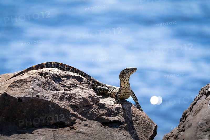 Monitor Lizard, Varanus niloticus, curious looking to the right, sitting on a rock at the edge of the Chobe River. Chobe National Park, Botswana