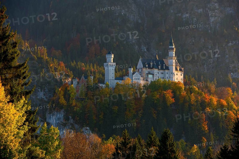 The fairytale castle Neuschwanstein surrounded by colorful autumn forests, in the warm light of dusk, Schwangau, Königswinkel, Ostallgäu, Allgäu, Swabia, Bavaria, Germany