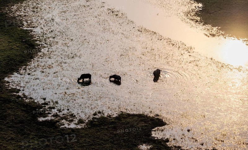 Kaffir buffalo (Syncerus caffer caffer), three animals in the river, in backlight, aerial view, Okavango Delta, Botswana