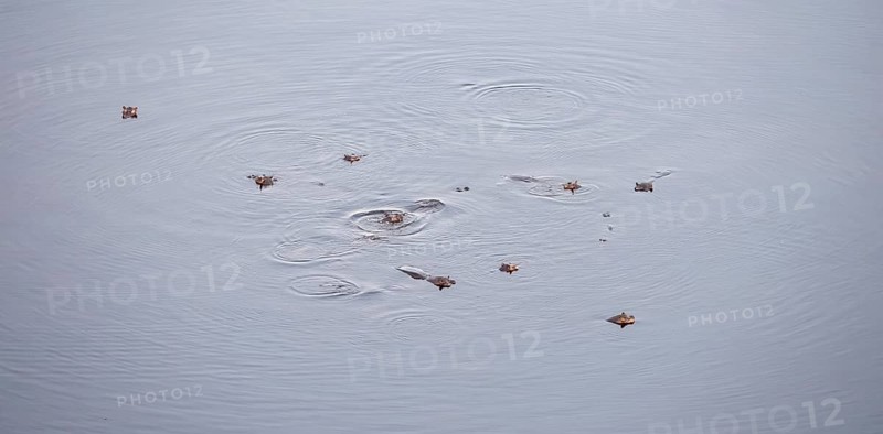 Hippos (Hippopatamus amphibius), group in water, aerial view, Okavango Delta, Botswana