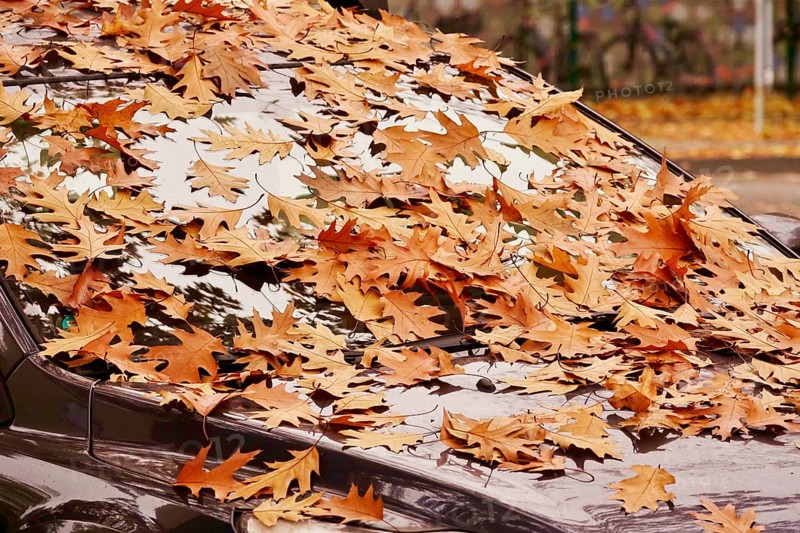 Windshield of a car with autumn leaves, October, Germany