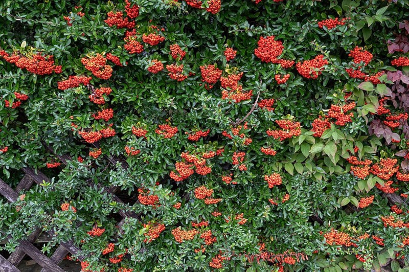 Firethorn (Pyracantha), Bavaria, Germany