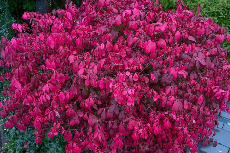 Spindle wing shrub (Euonymus alatus), Bavaria, Germany
