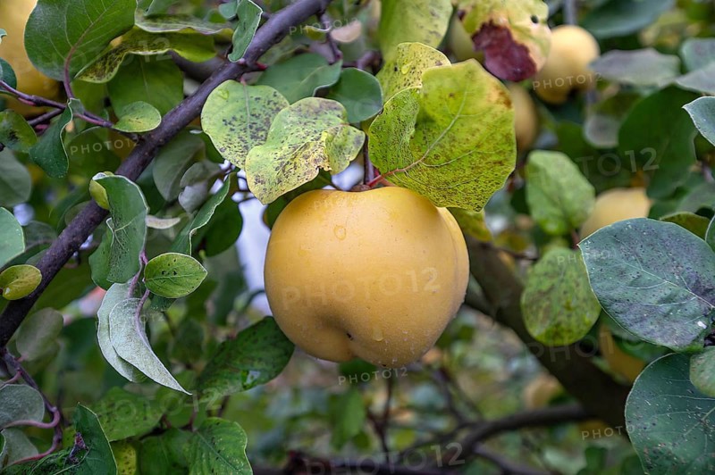 Ripe apple quinces (Cydonia oblonga.) on a tree, Bavaria, Germany