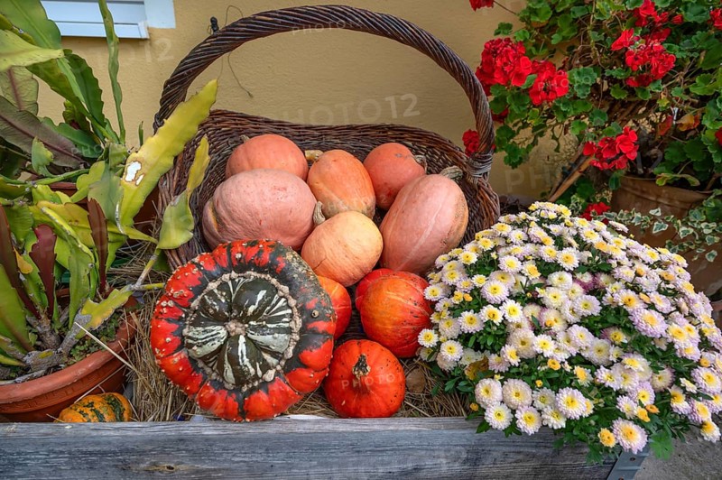 Decorated pumpkins in a basket, Bavaria, Germany