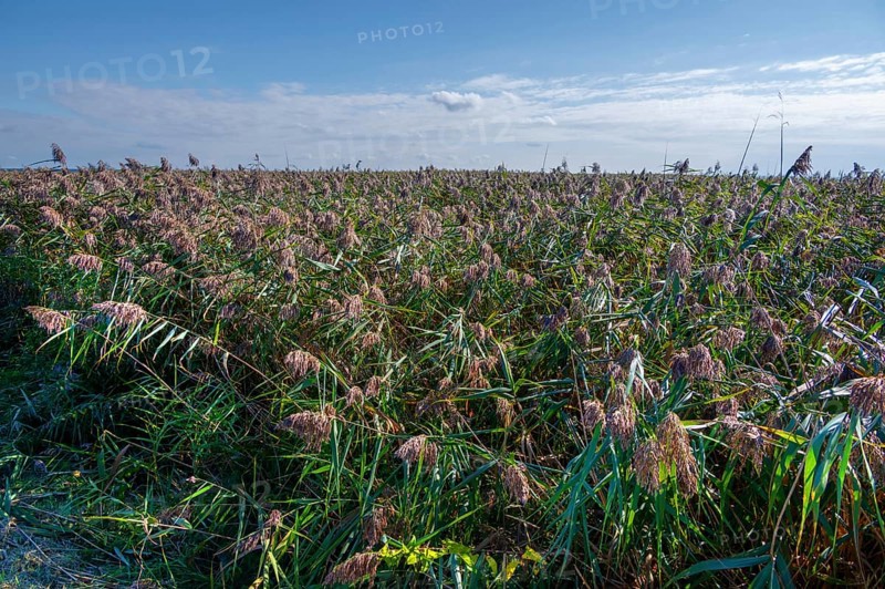 Reed, thatch (Phragmites australis) on the lagoon, Ahrenshoop, Darß, Mecklenbnurg-Western Pomerania, Germanloeanmd