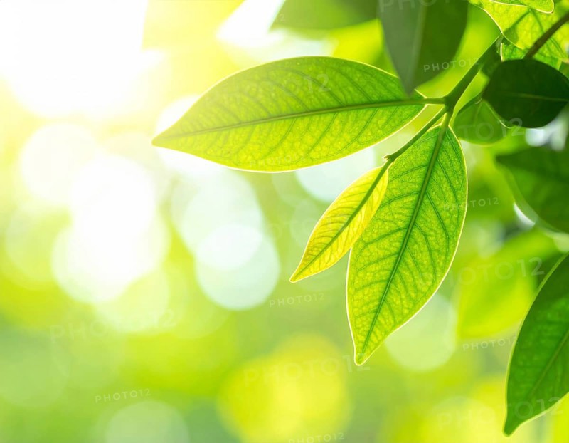 Natural green leaves plants, spring ans summer background cover page, golden soft light, green and yellow hues, ecology wallpaper illustration, AI Generated image
